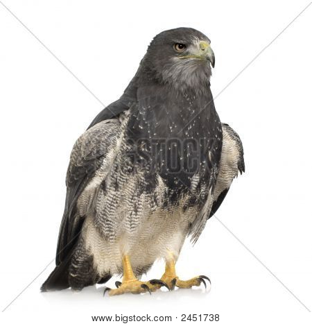 Kara göğüslü şahin-kartal () - Geranoaetus Melanoleucus
