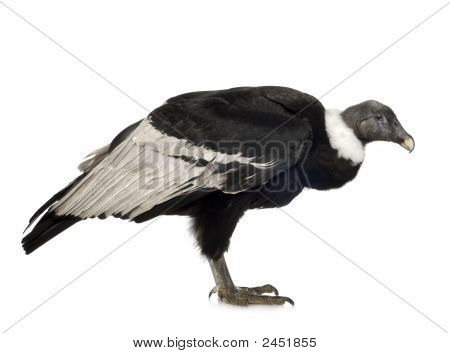 Andean Condor - Vultur Gryphus (15 ปี)