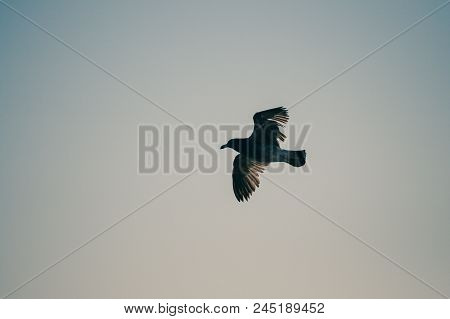 Wingspread Seagull Fying Over Water, Paracas, Peru