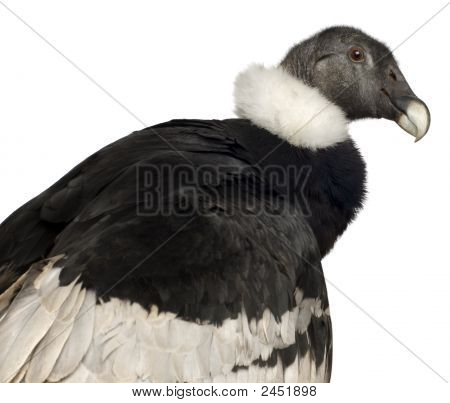 Andean Condor - Vultur Gryphus (15 ปี)