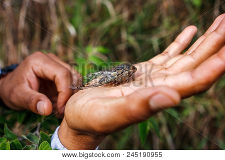 Picture Of A Huge Insect (cicada) On A Hand, Inca Trail, Peru