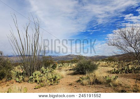 A View Of The Sonora Desert And Octillo Cactus