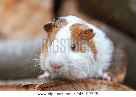 A Beautiful, Small White-red Guinea Pig Sits On A Sunny Day On A Stump. Daylight. Close-up