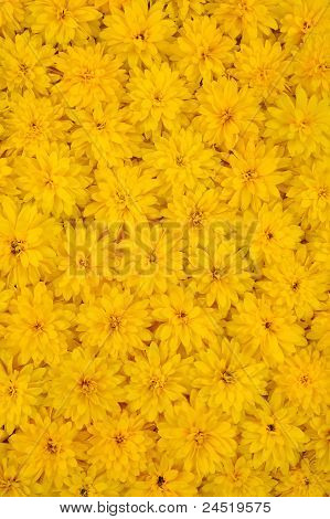 Gruppo di Rudbeckia laciniata capolini