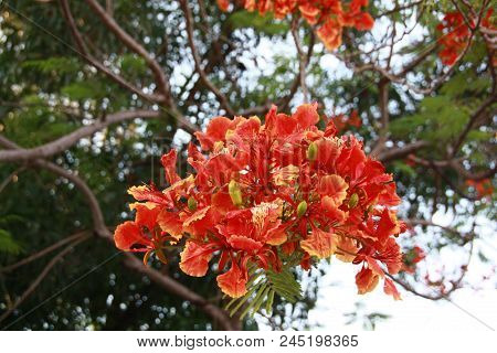 Close Up Red Flamboyant Flower, Flamboyant, Peacock Flower, Royal Poinciana