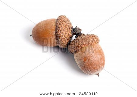 Acorns Isolated