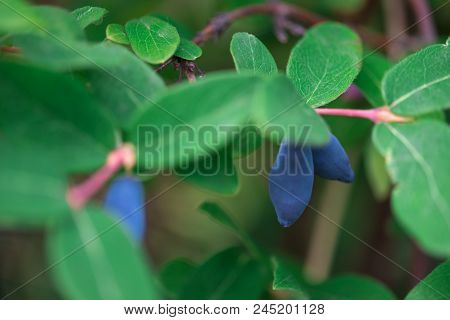 Image Of Honeysuckle Bush With Ripe Berries, Close-up