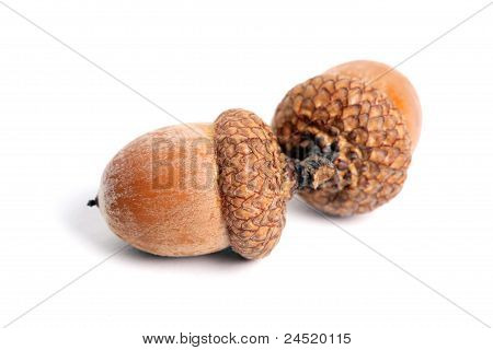 Acorns Isolated