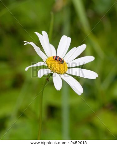Daisy dans le jardin