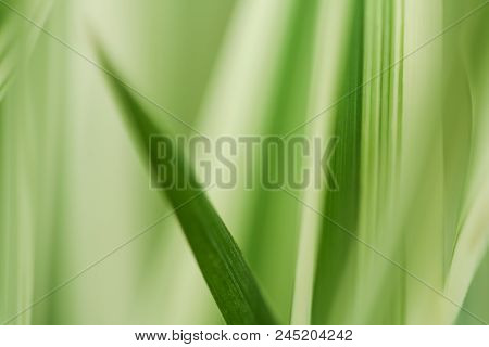 Close-up Photo Of Green & White Leaves.  Swartz Creek, Mi, Usa.