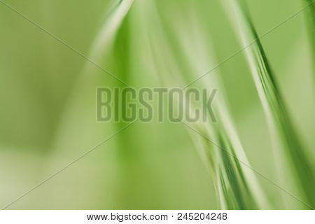 Close-up Photo Of Green & White Leaves.  Swartz Creek, Mi, Usa.