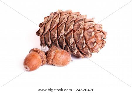 Pine Cone And Acorns