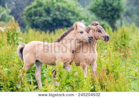 Wild Konik Horse Foals Playing Together In The Dutch Oostvaardersplassen Nature Reserve