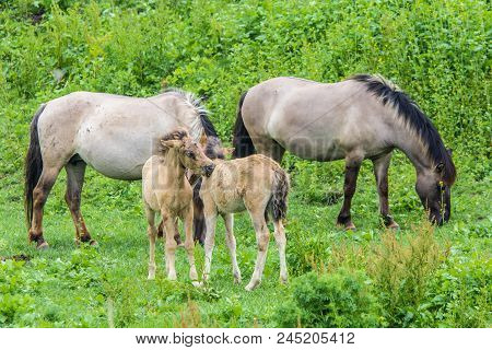 Young Wild Konik Horse Foals And Adults In Green Meadow