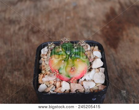 Gymnocalycium Damsii F. Variegata, Cactus Variegata, Cactus On Pot, Cacti, Cactaceae, Succulent, Pla