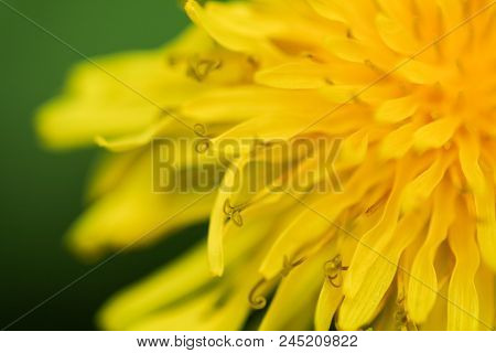 Close-up Photo Of A Dandelion Flower.  Swartz Creek, Mi, Usa.