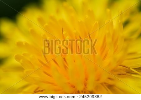Close-up Photo Of A Dandelion Flower.  Swartz Creek, Mi, Usa.