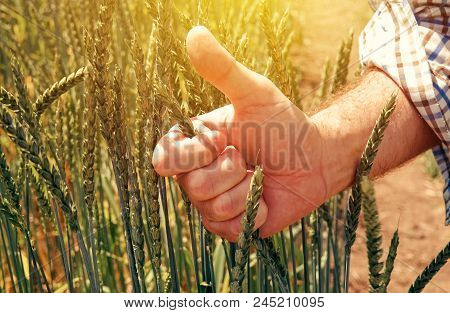 Satisfied Farmer Agronomist Gesturing Thumbs Up After Analyzing Spelt Wheat Growth In Field During T