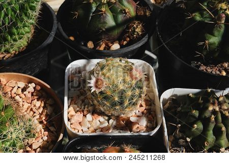 Mammillaria Schiedeana, Cactus Have Pink Flower On Pot, Cacti, Cactaceae, Succulent, Plant, Tree.