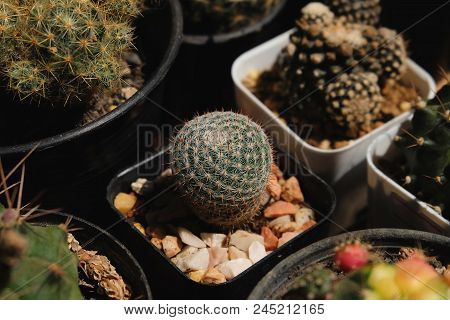 Mammillaria Microthele, Cactus, Cacti, Cactaceae, Plant, Succulent, Tree