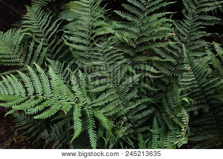 Perfect Natural Fern Pattern. Beautiful Background Made With Young Green Fern Leaves. Color Of Kale