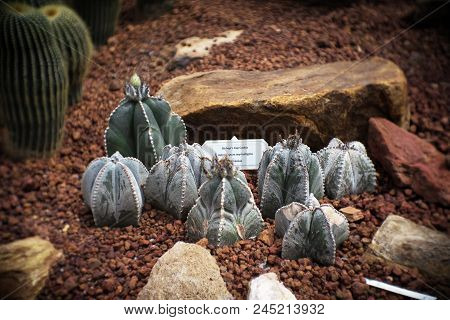 Astrophytum Myriostigma, Many Cactus In Garden, Cacti, Cactaceae, Succulent, Plant, Tree.