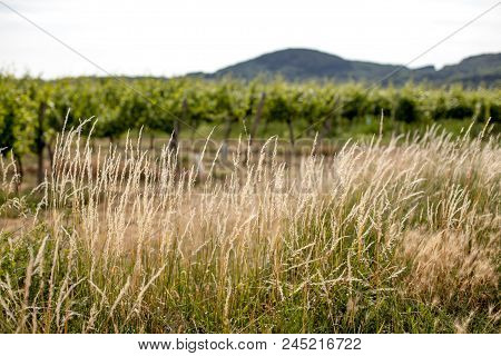 Vineyards Landscape In Vienna, Austria Green Colored Leaves Of Grapevine Lit By The Setting Sun In S