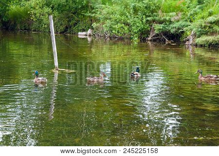 Group Of Mallard Ducks Floating On A Pond At Summer Time.