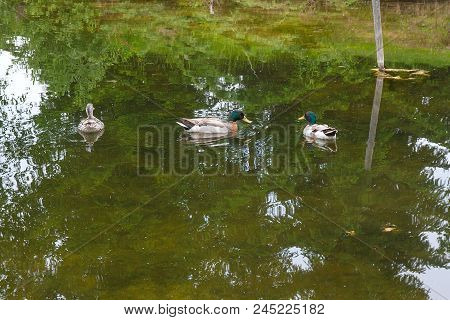Two Male Mallard Ducks And Female Mallard Duck Floating On A Pond At Summer Time.