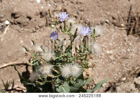 Asteraceae, Lactuca Tatarica, Or Tartary Lettuce (lactuca Tatarica)