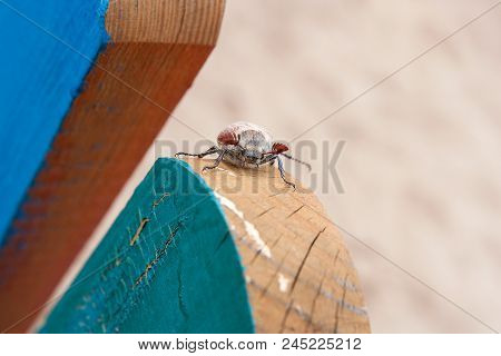 European Beetle Pest - Common Cockchafer (melolontha) Also Known As A May Bug Or Doodlebug On Wooden