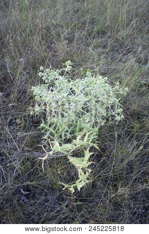 Close Up Of Field Eryngo Or Eryngium Campestre Growing In A Nature Area