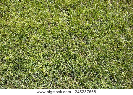 Natural Background With Fresh Clipped Green Grass, May Be Used As Texture