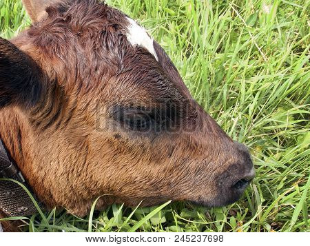 Head Of Young Brown Calf Resting On The Green Grass Close Up. Farm Scenes