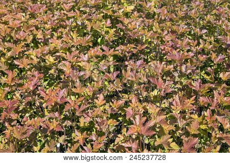 Natural Background With Red And Green Leaves Under The Sun Close Up, May Be Used As Texture