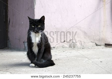 Young Cute Homeless Black Cat With White Jabot Sitting At The Doorstep In The Yard