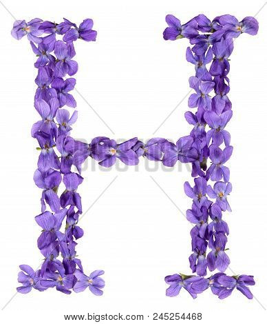 Letter H From Alphabet, From Flowers Of Violet, Isolated On White Background