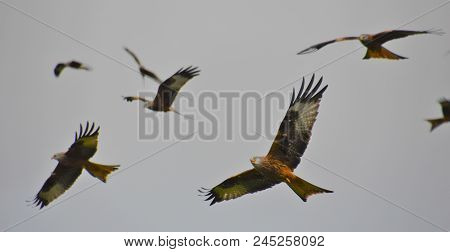 Red Kites At Feeding Station, Mid-wales, Gigrin Farm