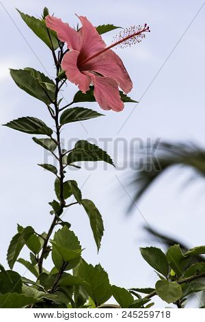 Pink Hibiscus Rosa-sinensis, Known As Chinese Hibiscus, China Rose, Hawaiian Hibiscus, Rose Mallow A