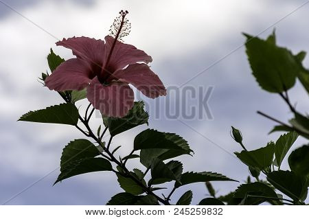 Pink Hibiscus Rosa-sinensis, Known As Chinese Hibiscus, China Rose, Hawaiian Hibiscus, Rose Mallow A