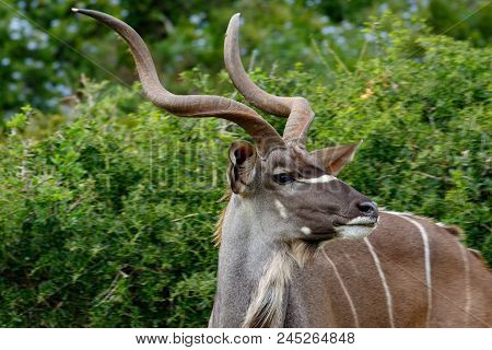 A Side Look From A Kudu Standing In The Field