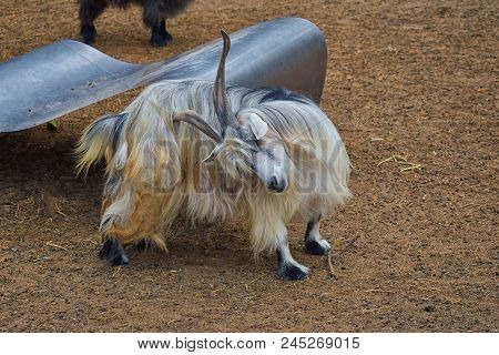 Miniature Long Haired Pet Goats With Horns In Rural Farm By Zipline Tour Near Puerto Vallarta Mexico
