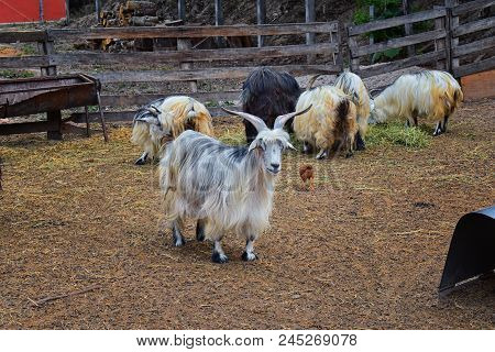 Miniature Long Haired Pet Goats With Horns In Rural Farm By Zipline Tour Near Puerto Vallarta Mexico