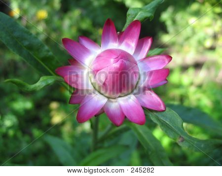 Rosa Marsh-Zuckerrüben
