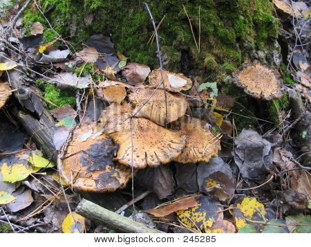 Honig-Agaric