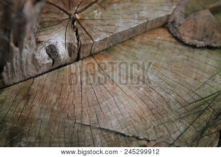 Pieces Of Cut Trees Old Wood Surface Caused By Cutting.
