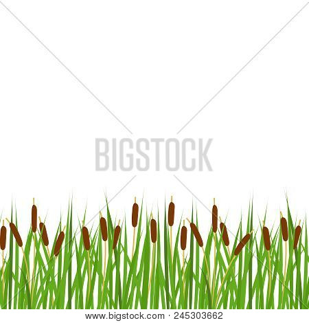 Vector Reeds Border. Reeds Horizontal Border. Reed Frame.