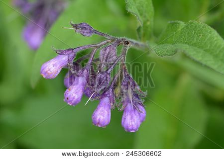 Wild Common Comfrey Or True Comfrey Flower With Selective Focus