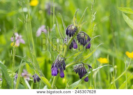 Wild Common Comfrey Or True Comfrey Flower With Selective Focus