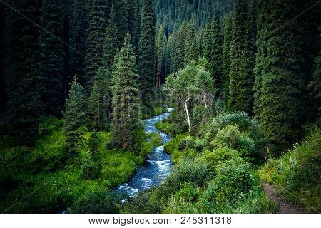 Beautiful Scenic Of Mountain Forest